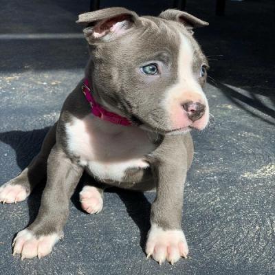 Our pitbull puppy for sale, pitbull puppies for sale near me, pitbull ...